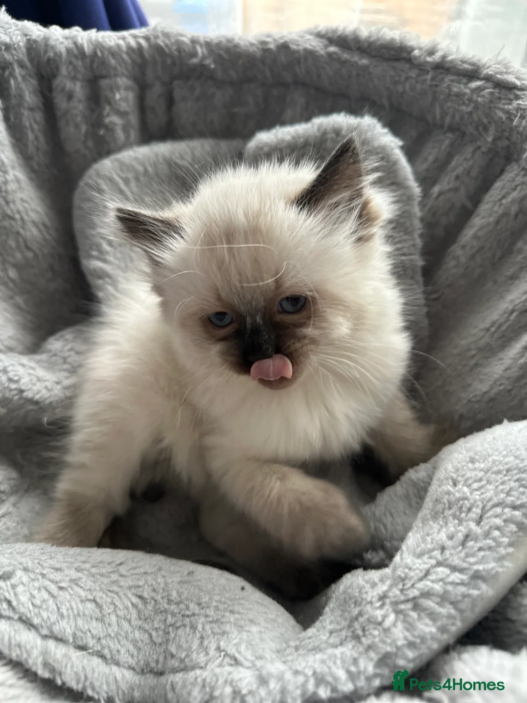 Ragdoll cats for sale: Gorgeous ragdoll girls!  - Advert 22