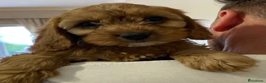 Cavapoo 5