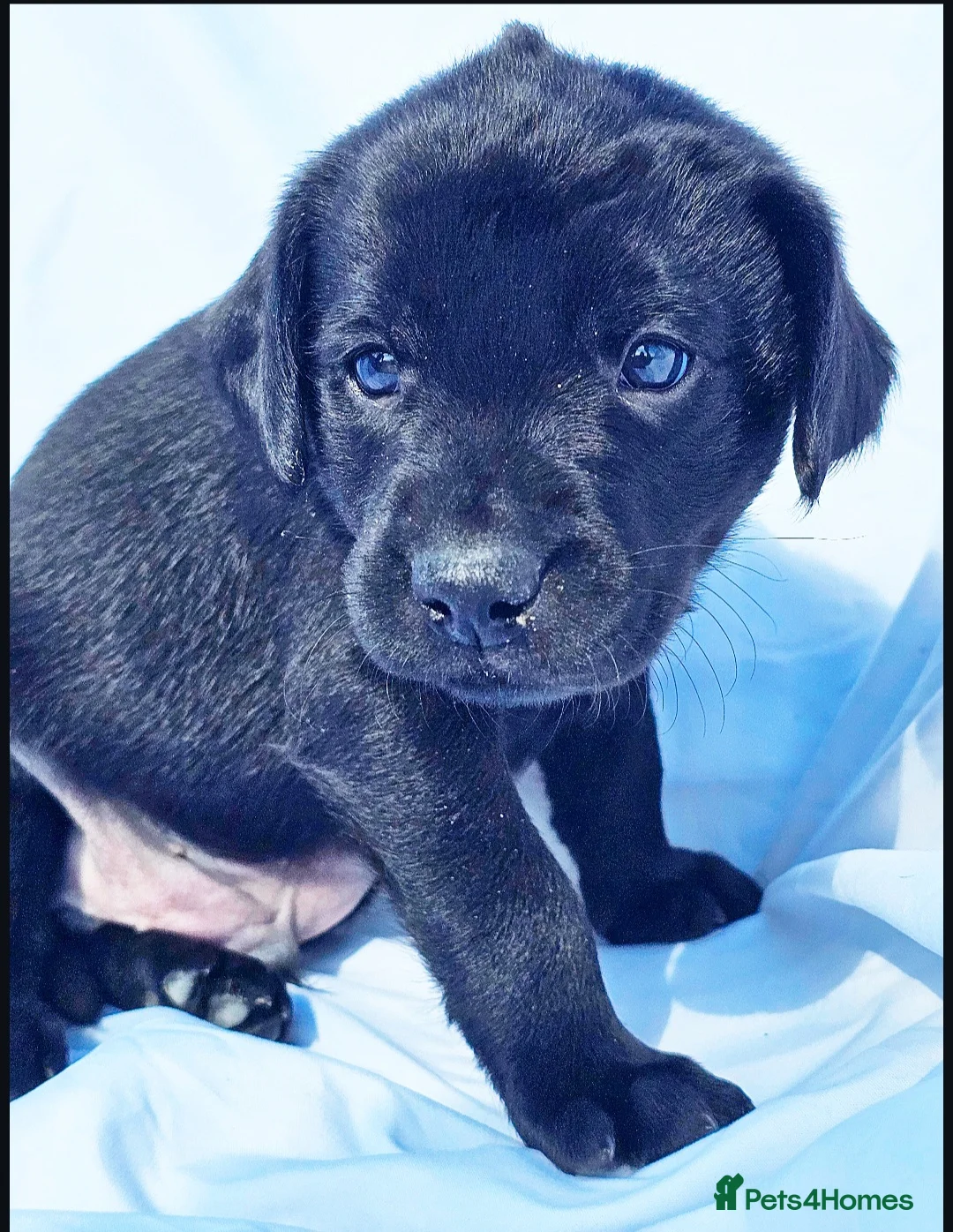 Labrador Retriever dogs for sale: KC labradors  - Advert 30