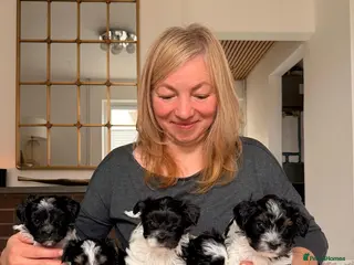 Biewer Terrier dogs Biewer Yorkshire Terrier 5⭐ License Family Raised - Advert 9