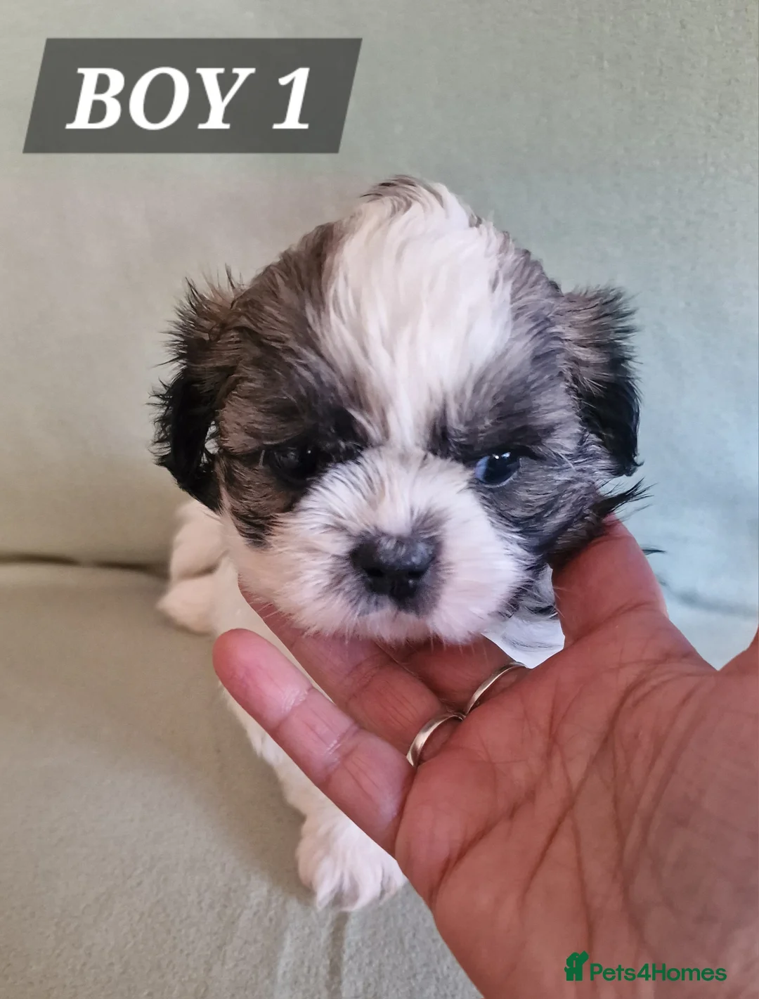 Shih Tzu dogs for sale:  beautiful Shih Tzu puppies available - Advert 18