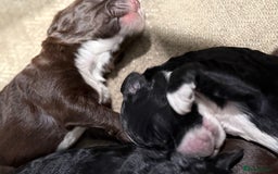 Cockapoo dogs for sale: Miniature f1 Cockapoos puppies - Advert 4