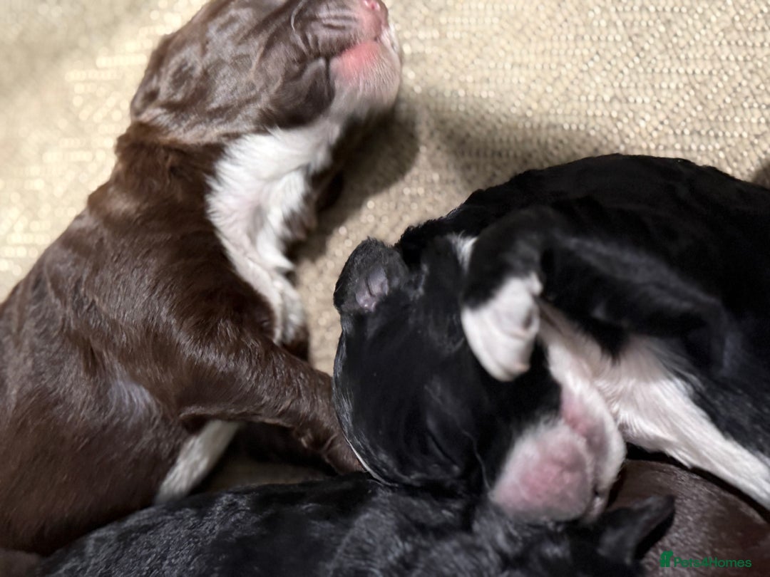 Cockapoo dogs for sale: Miniature f1 Cockapoos puppies - Advert 4