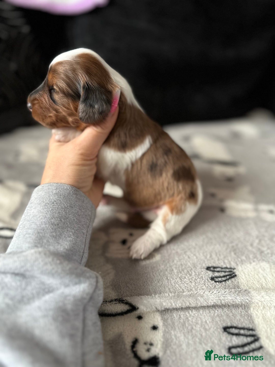 Miniature Dachshund dogs for sale: Miniature Dachounds  - Advert 19