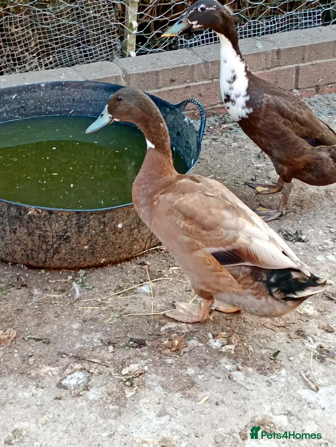 Chickens poultry for sale: Three Drakes Available in Castleford - Advert 2