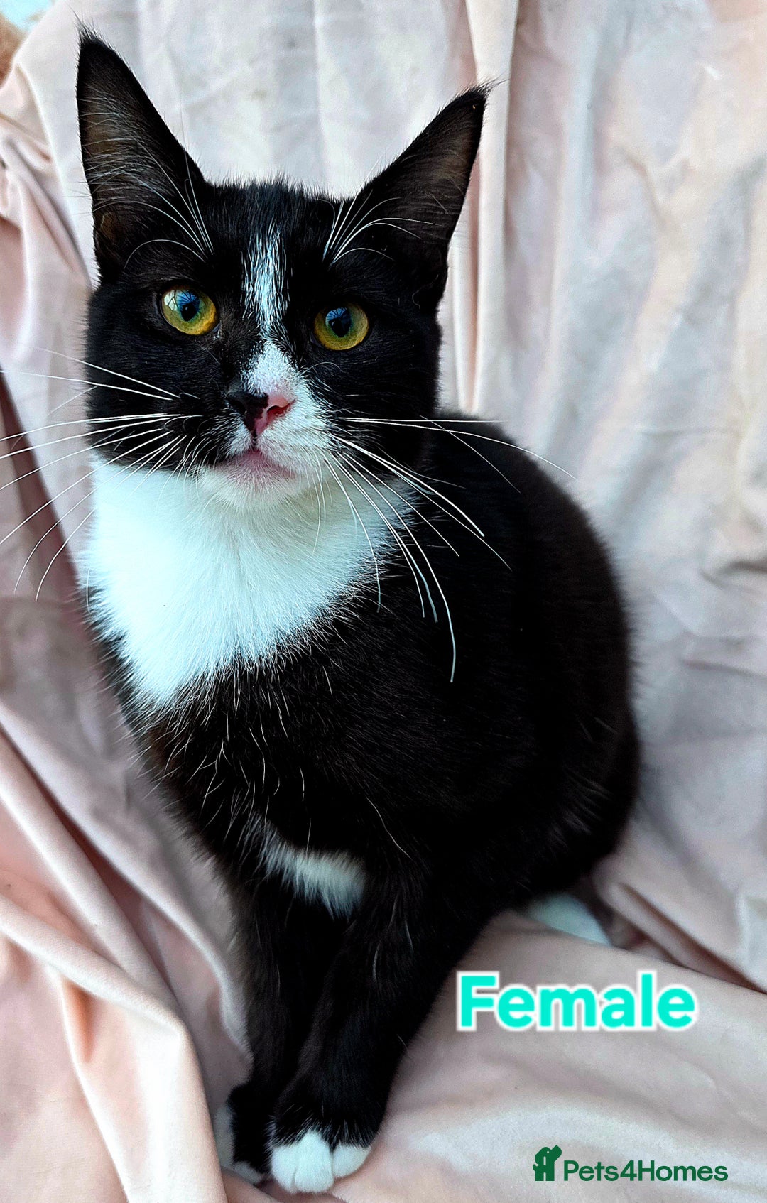 Mixed Breed cats for sale: Mixed Female Maine Coons For Sale - Advert 4