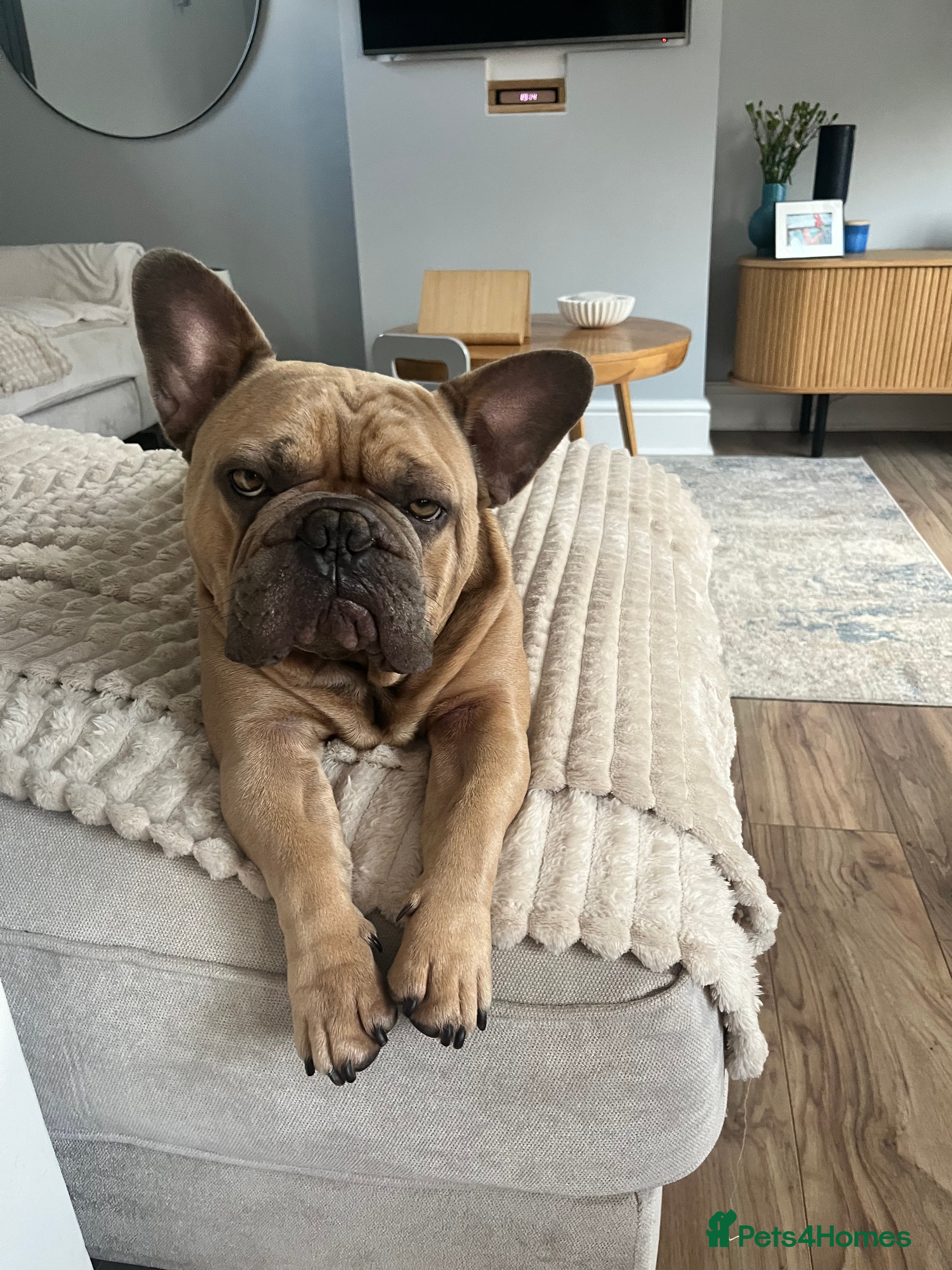 French Bulldog dogs French bulldog - Advert 1