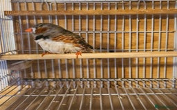 Finches birds for sale: Greenfinch, Bengalese Finches & Zebra Finches - Image 4