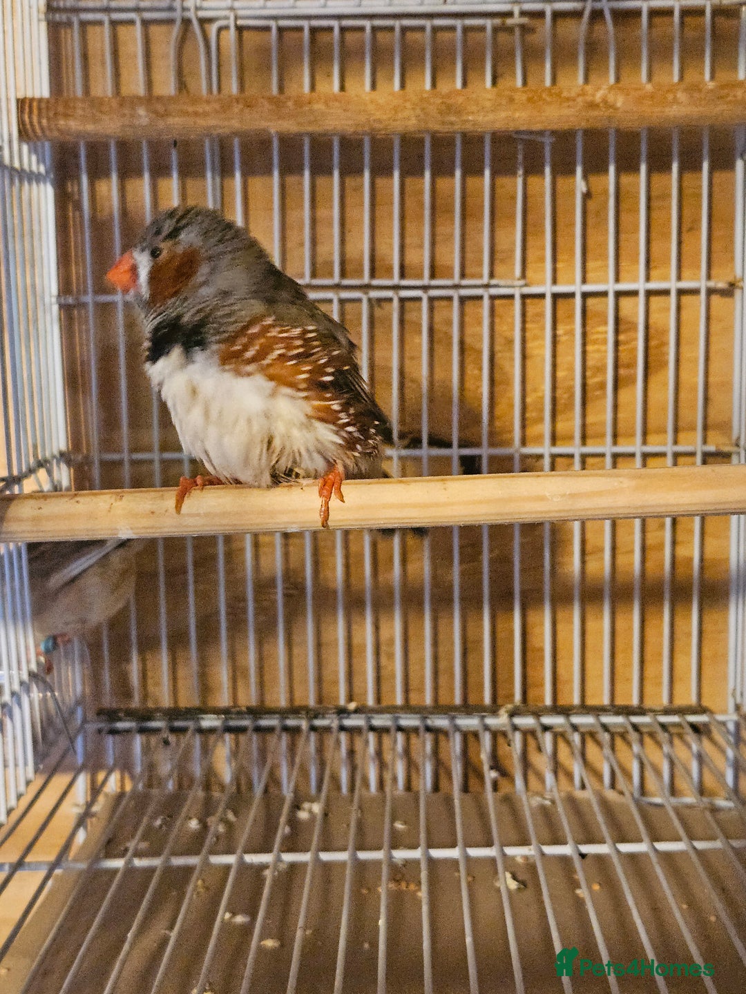 Finches birds for sale: Greenfinch, Bengalese Finches & Zebra Finches - Image 4