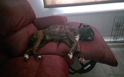 Boxer dogs for sale: 🏡 Loving Home Wanted for Brindle Boxer 🐾 - Image 5