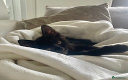 Domestic Shorthair cats for sale: Four fluffy kittens  - Image 12