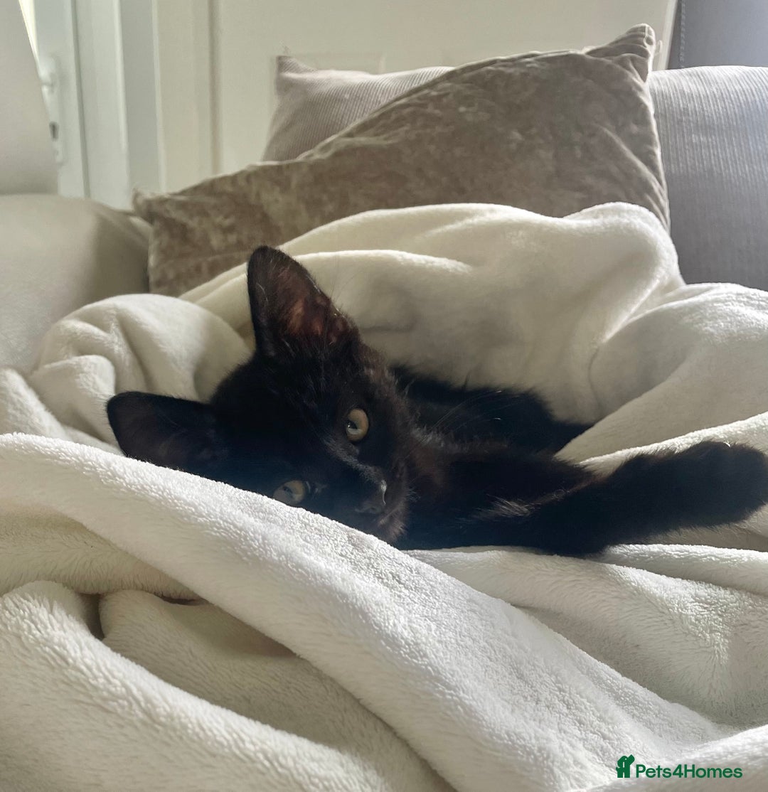 Domestic Shorthair cats for sale: Four fluffy kittens  - Image 12