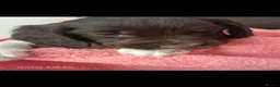 English Springer Spaniel dogs for sale: Stunning, English springer spaniels  - Advert 12