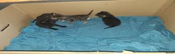 Mixed Breed cats for sale: 4 kittens for sale  - Advert 5