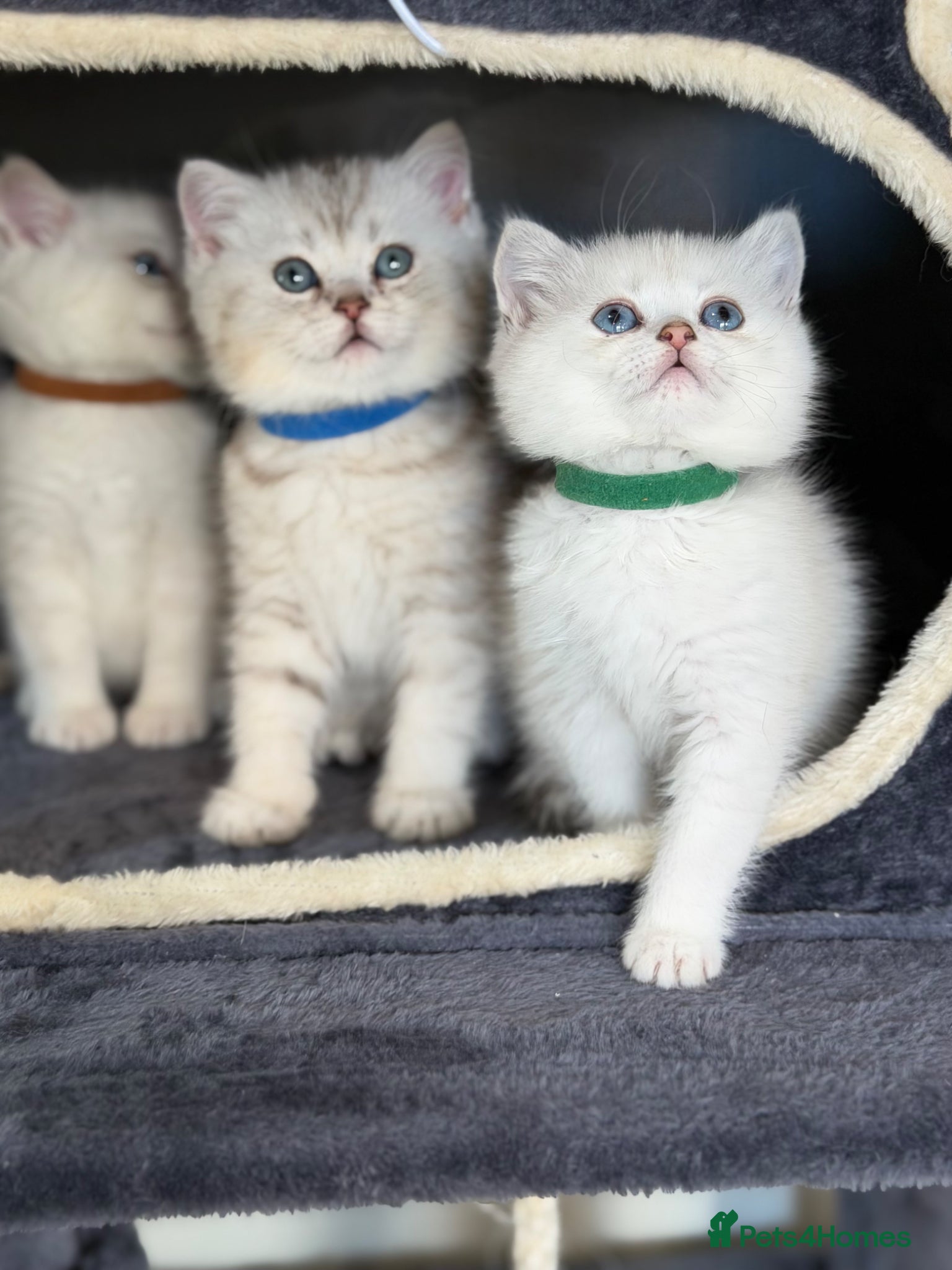 British Shorthair cats British sh kittens Golden point TICA - Advert 1
