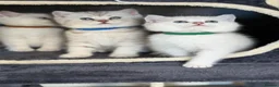 British Shorthair cats for sale: British sh kittens Golden point TICA - Advert 12