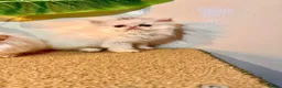 Persian cats for sale: cute Persian kittens looking for a home  in Hounslow - Advert 40