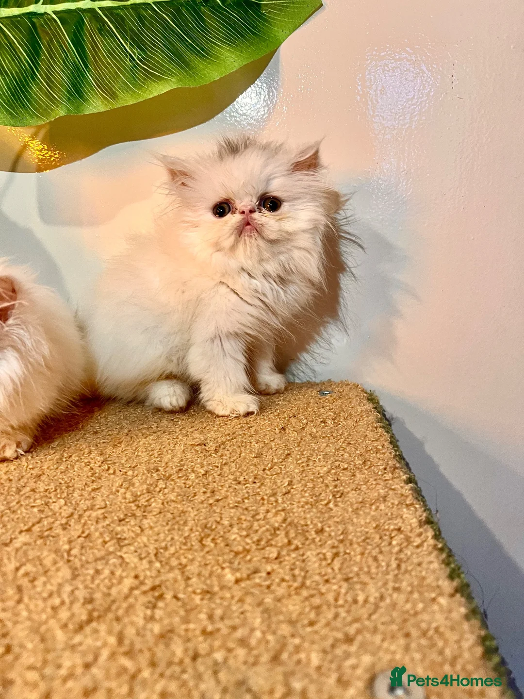 Persian cats for sale: cute Persian kittens looking for a home  in Hounslow - Advert 40