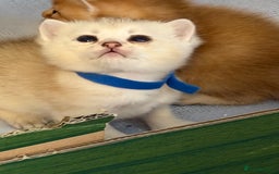 British Shorthair cats for sale: Stunning BSH golden silver kittens TICA - Image 18