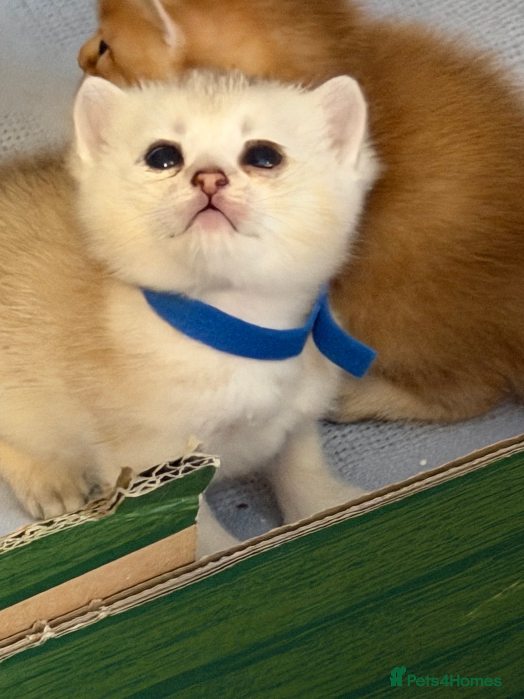 British Shorthair cats for sale: Stunning BSH golden silver kittens TICA - Image 18