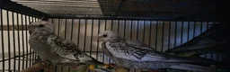 Cockatiels birds for sale: Gorgeous baby cockatiels  - Advert 5