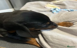 Dobermann dogs for sale: European Dobermans Ready in 2 weeks - Image 22