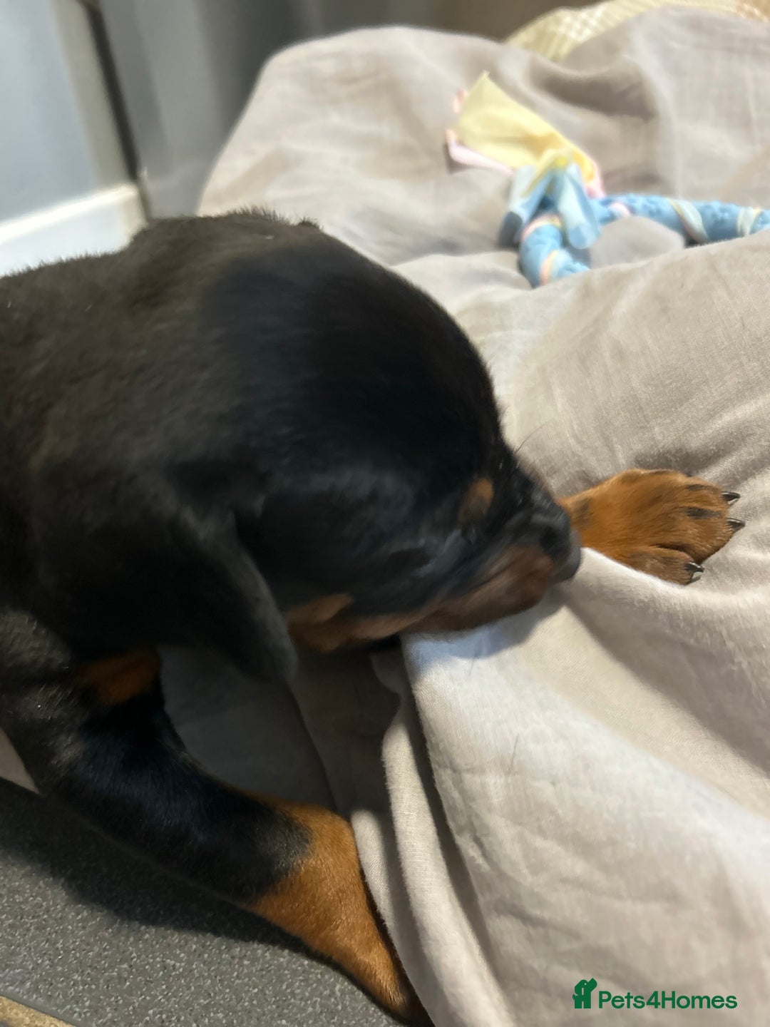 Dobermann dogs for sale: European Dobermans Ready in 2 weeks - Image 22