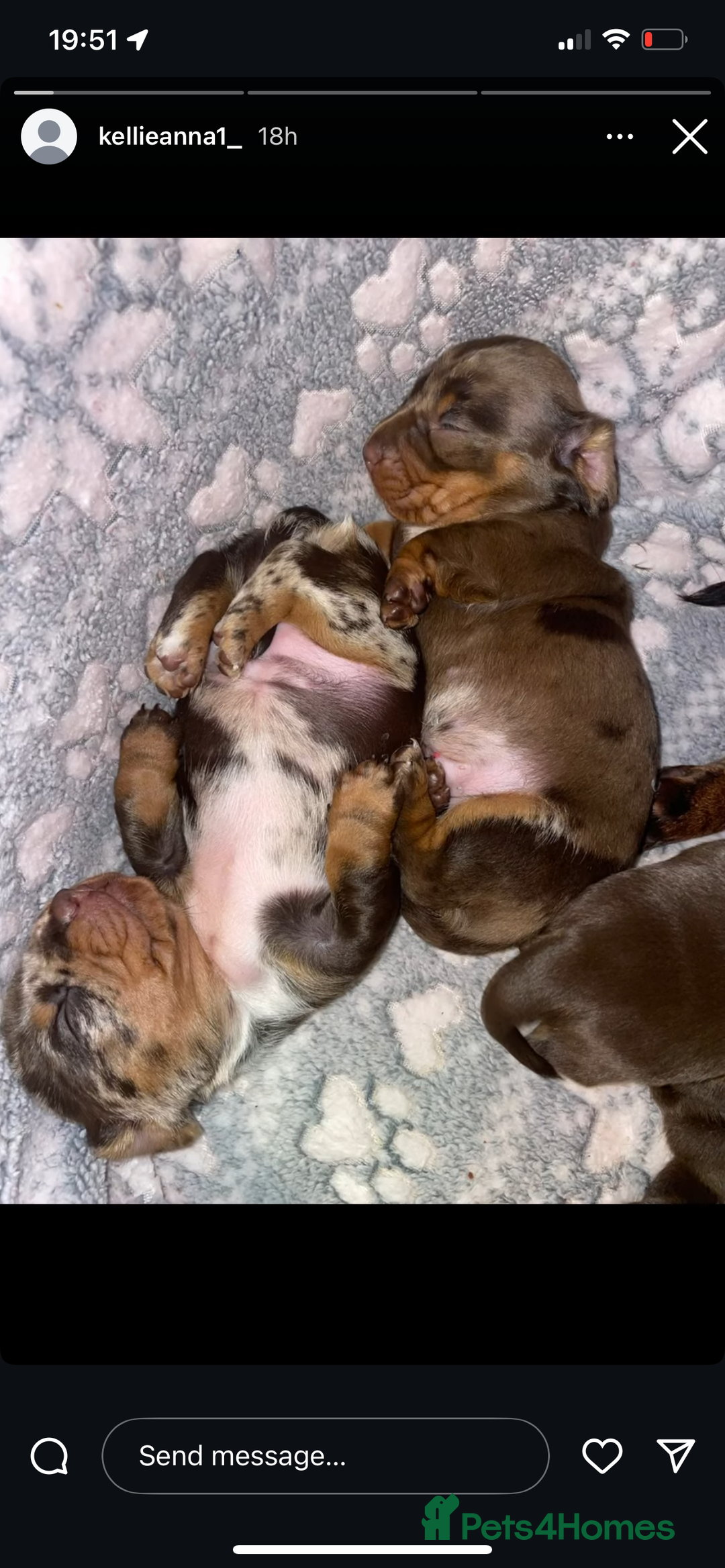 Miniature Dachshund dogs for stud: Hondo available for Stud in Liverpool - Advert 6