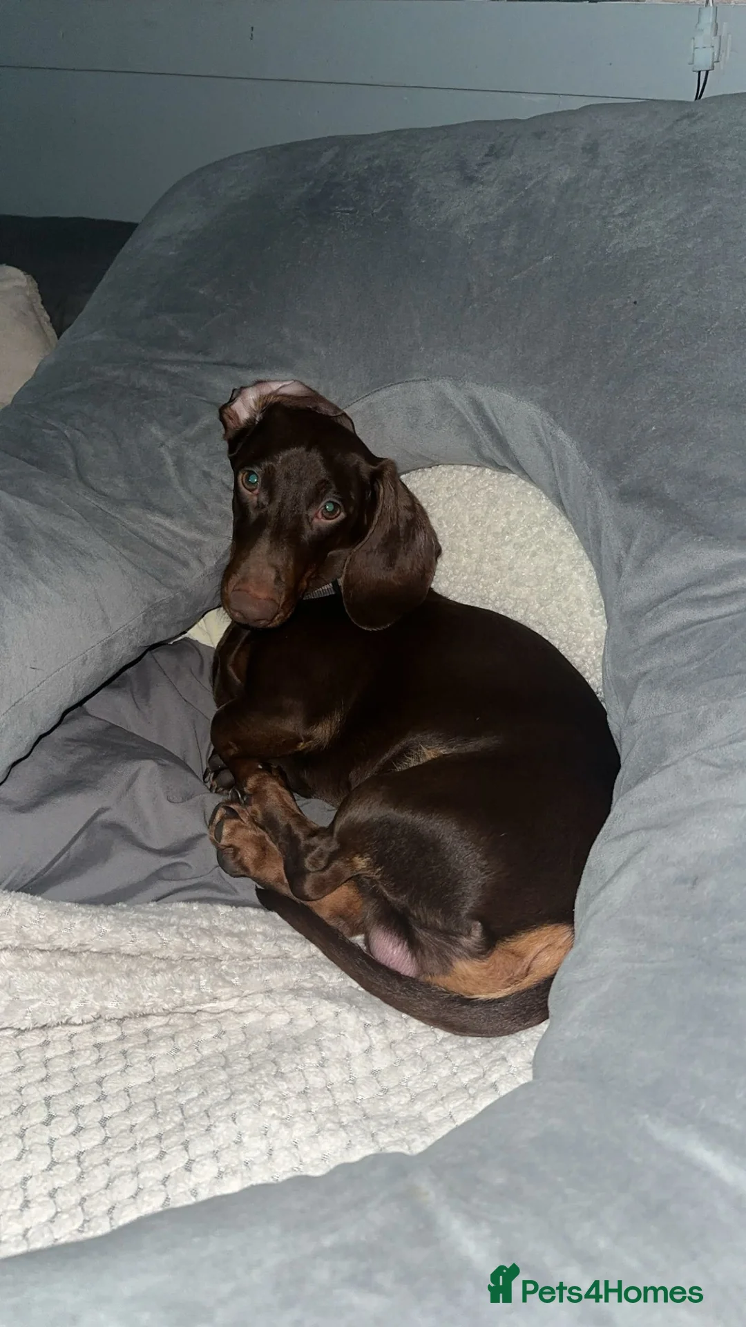 Dachshund dogs for sale: Male dachshund for sale  - Advert 1