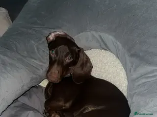 Dachshund dogs Male dachshund for sale in Stoke-on-Trent - Advert 2