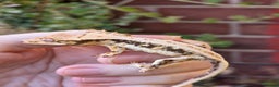 Gecko reptiles for sale: Crested geckos - Advert 2