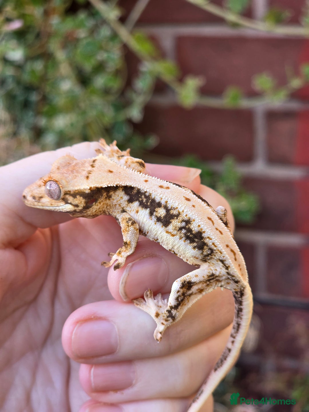 Gecko reptiles for sale: Crested geckos - Advert 2