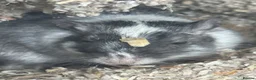 Gerbil rodents for sale: Two female gerbils in London - Advert 5