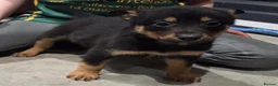 Mixed Breed dogs for sale: Beautiful Black & Tan and Brown & Tan Kelpie cross - Advert 12
