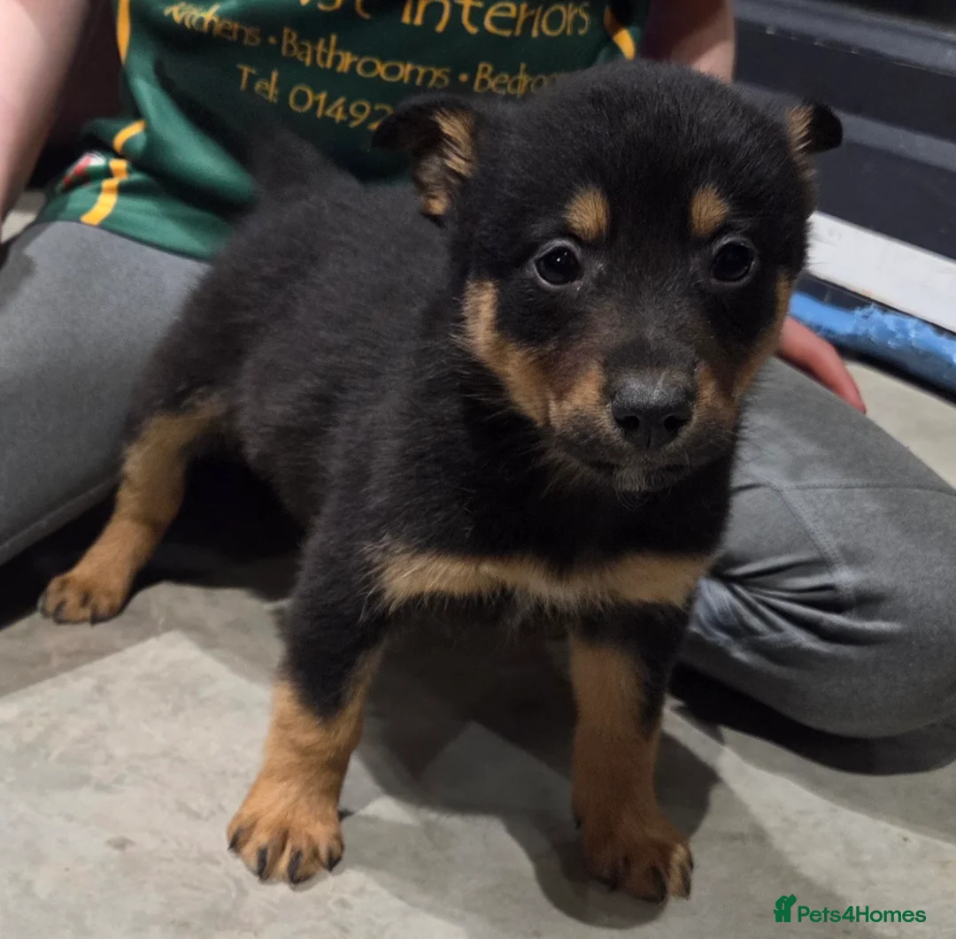 Mixed Breed dogs for sale: Beautiful Black & Tan and Brown & Tan Kelpie cross - Advert 12