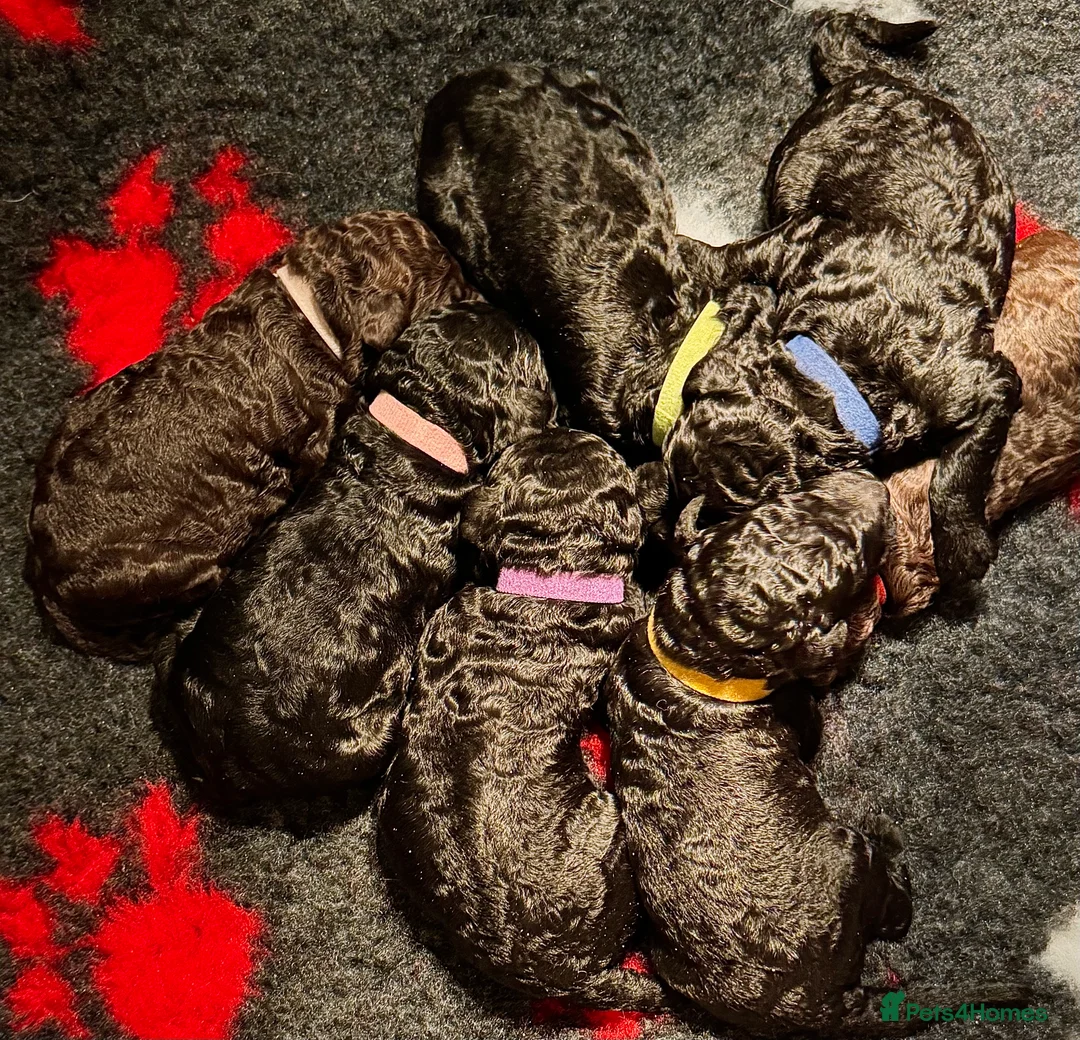 Standard Poodle dogs for sale: Reduced price£1800 Wonderful standard poodle pup’s - Advert 8
