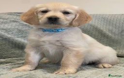 Golden Retriever dogs for sale: Quality Litter Of KC Reg Golden Retriever Puppies  - Image 21