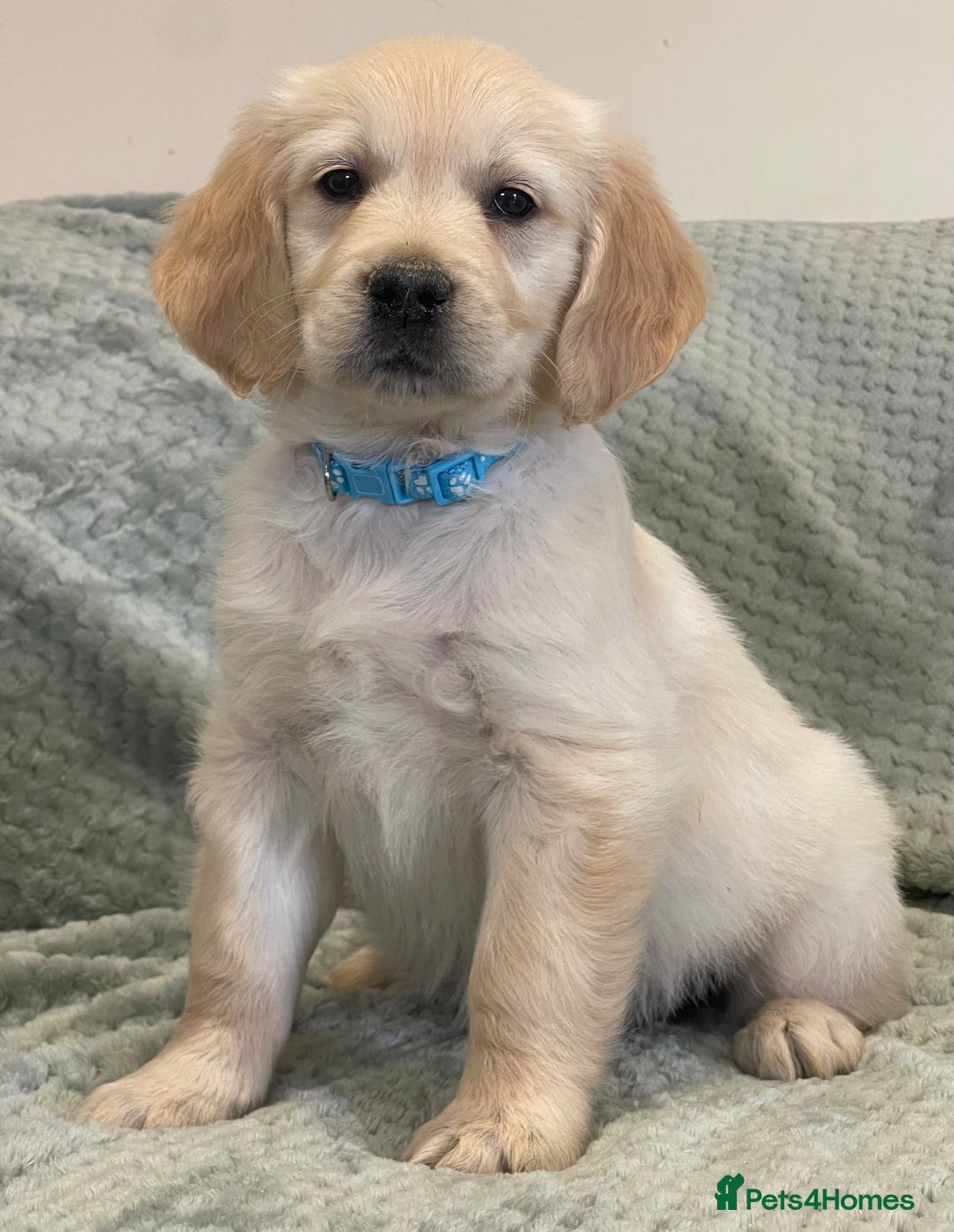 Golden Retriever dogs for sale: Quality Litter Of KC Reg Golden Retriever Puppies  - Image 21