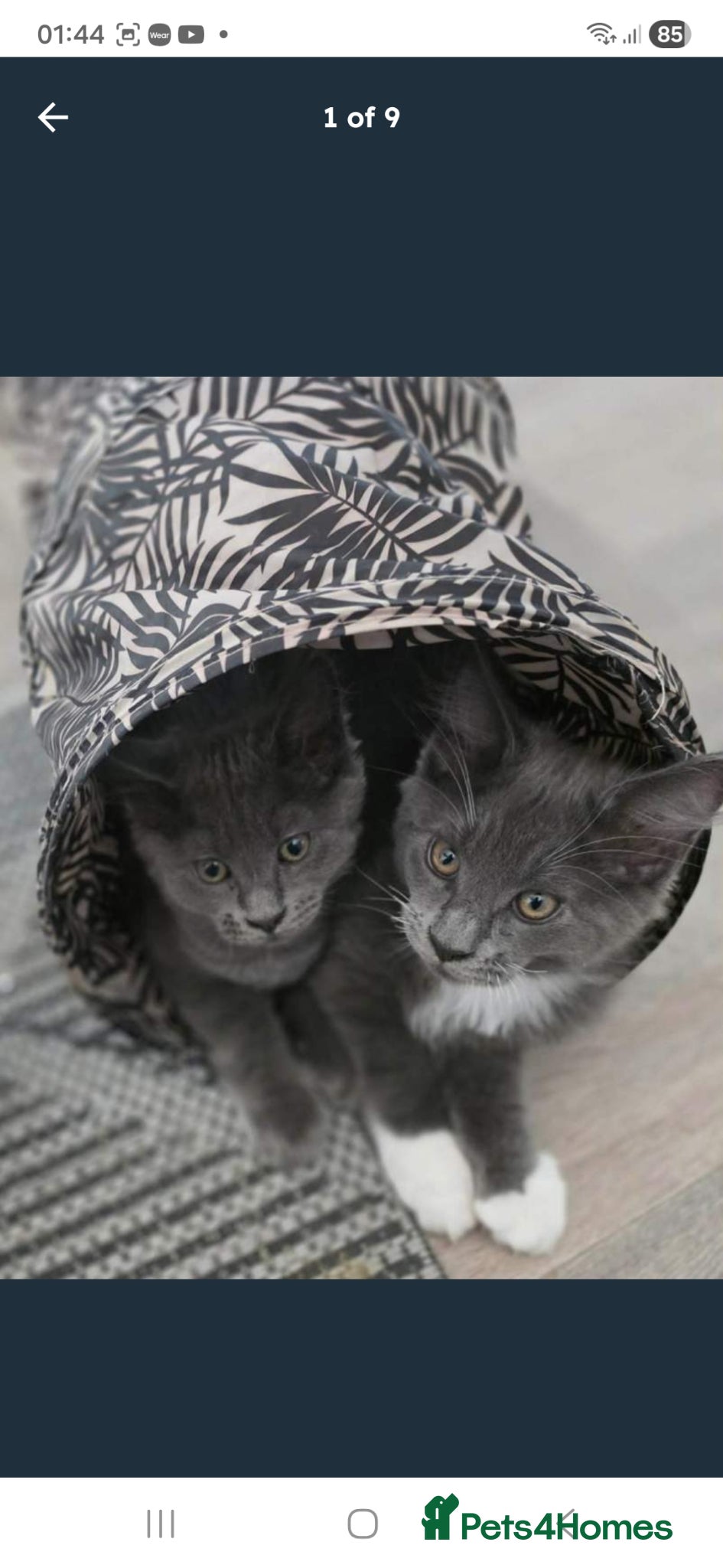 Maine Coon cats GCCF Registered Blue Maine Coon Kittens - Advert 2