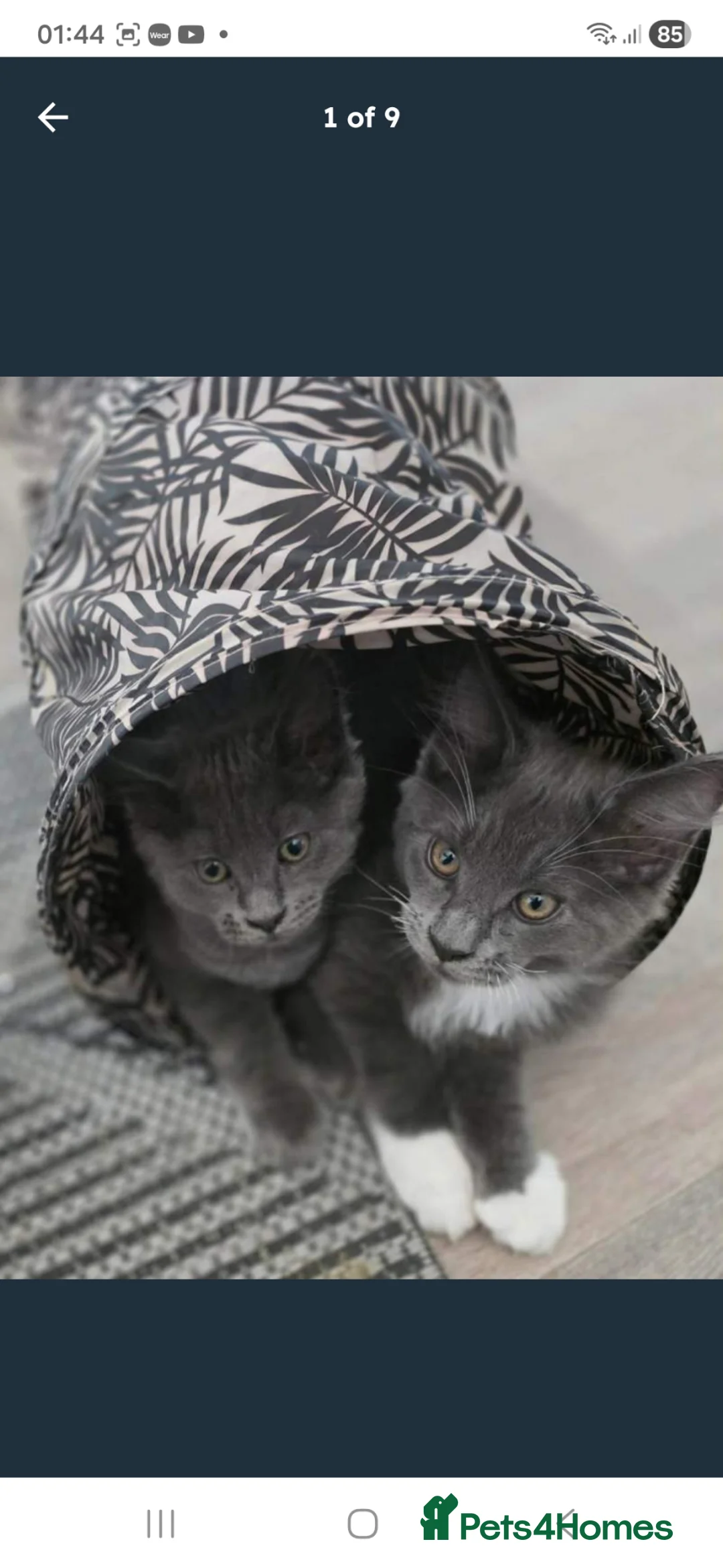 Maine Coon cats for sale: GCCF Registered Blue Maine Coon Kittens - Advert 2
