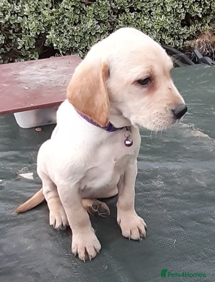 Labrador Retriever dogs Gorgeous yellow labrador puppies - Advert 1