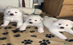 Japanese Akita Inu dogs for sale: Beautiful Japanese Akita Inu Puppies 2 girls left - Image 15