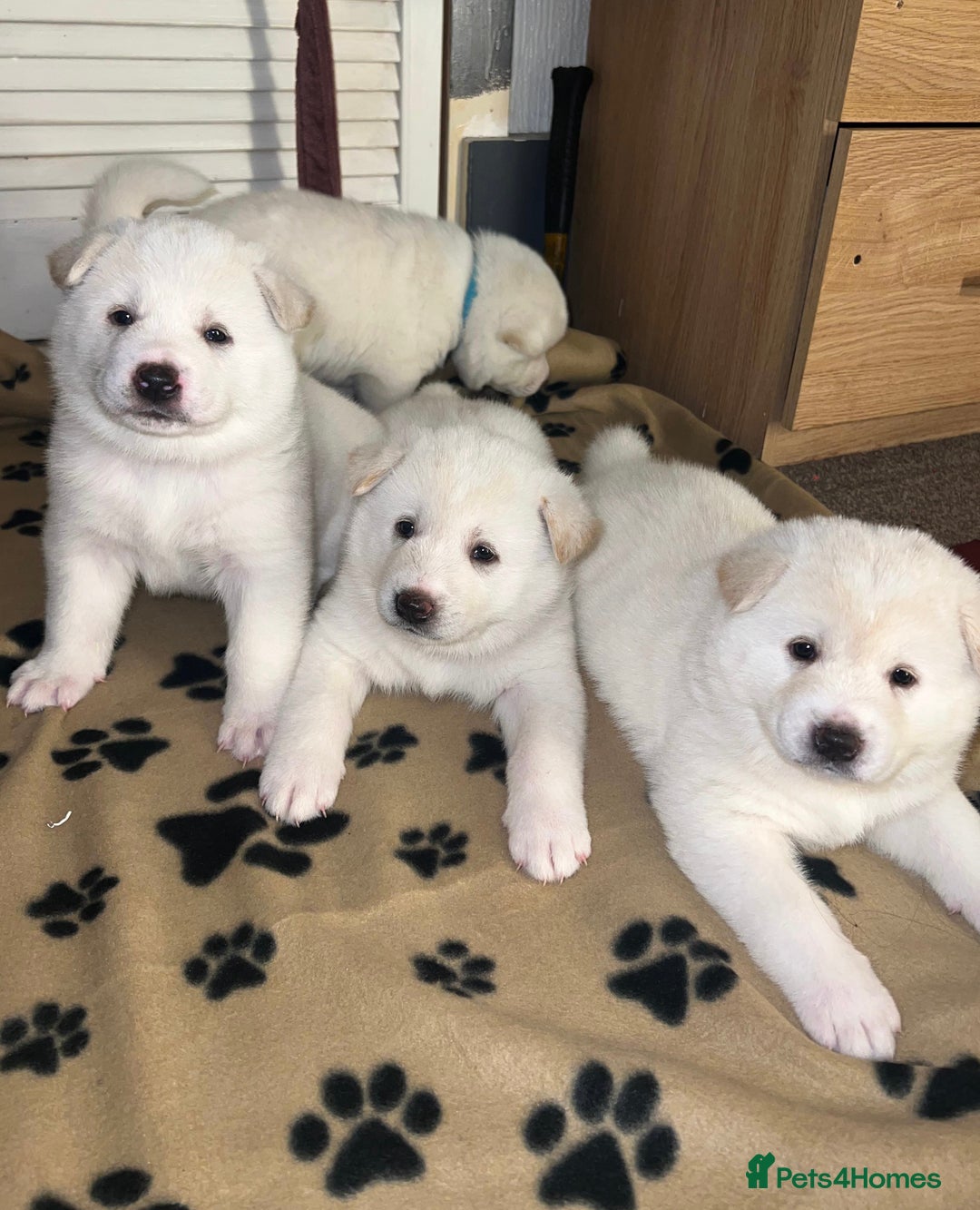 Japanese Akita Inu dogs for sale: Beautiful Japanese Akita Inu Puppies 2 girls left - Image 15