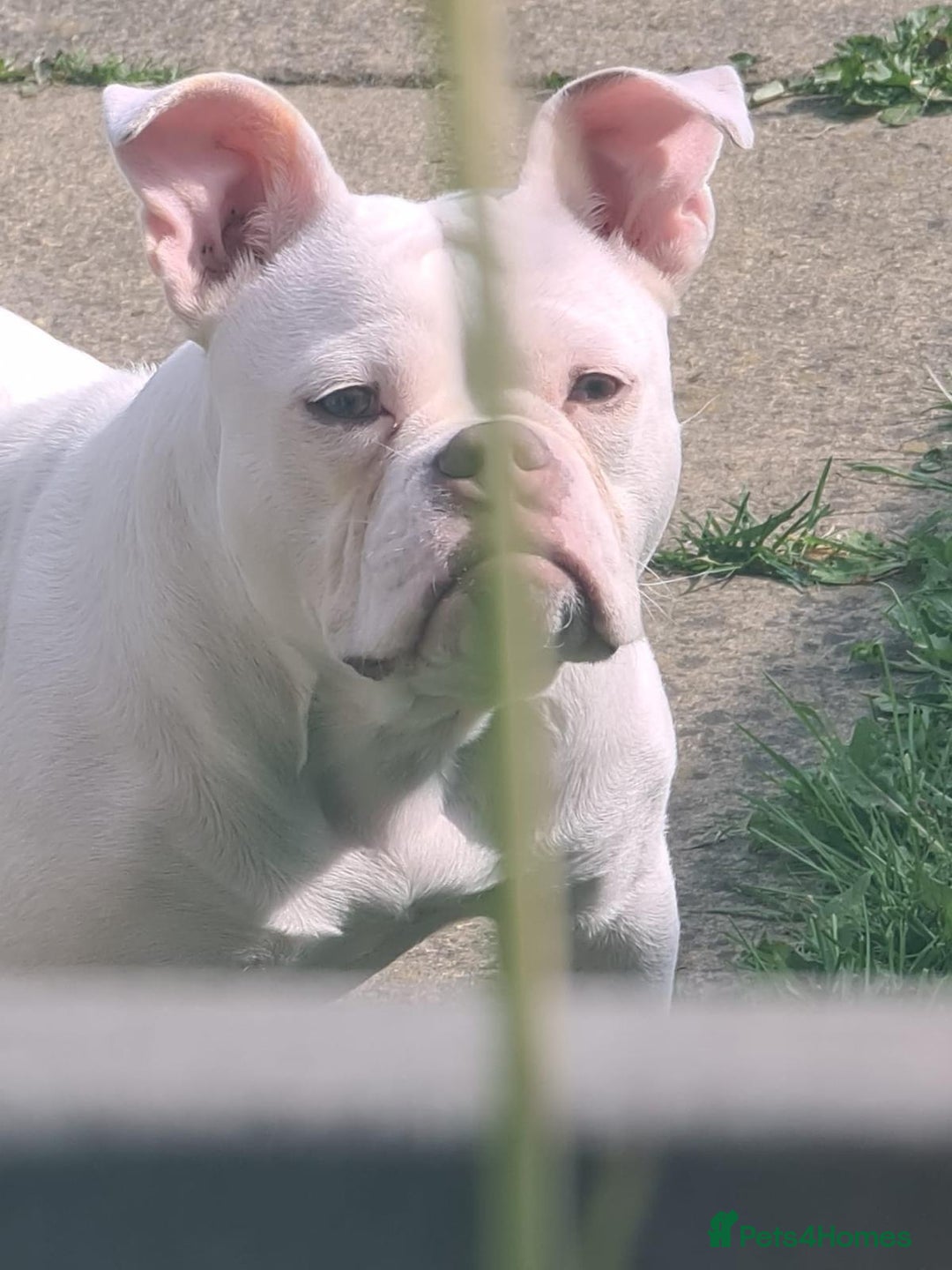 American Bully dogs for sale: For sale  - Advert 5