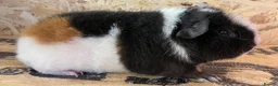 Guinea Pig rodents for sale: Gorgeous pair of Teddy boys/boars/males - Advert 16