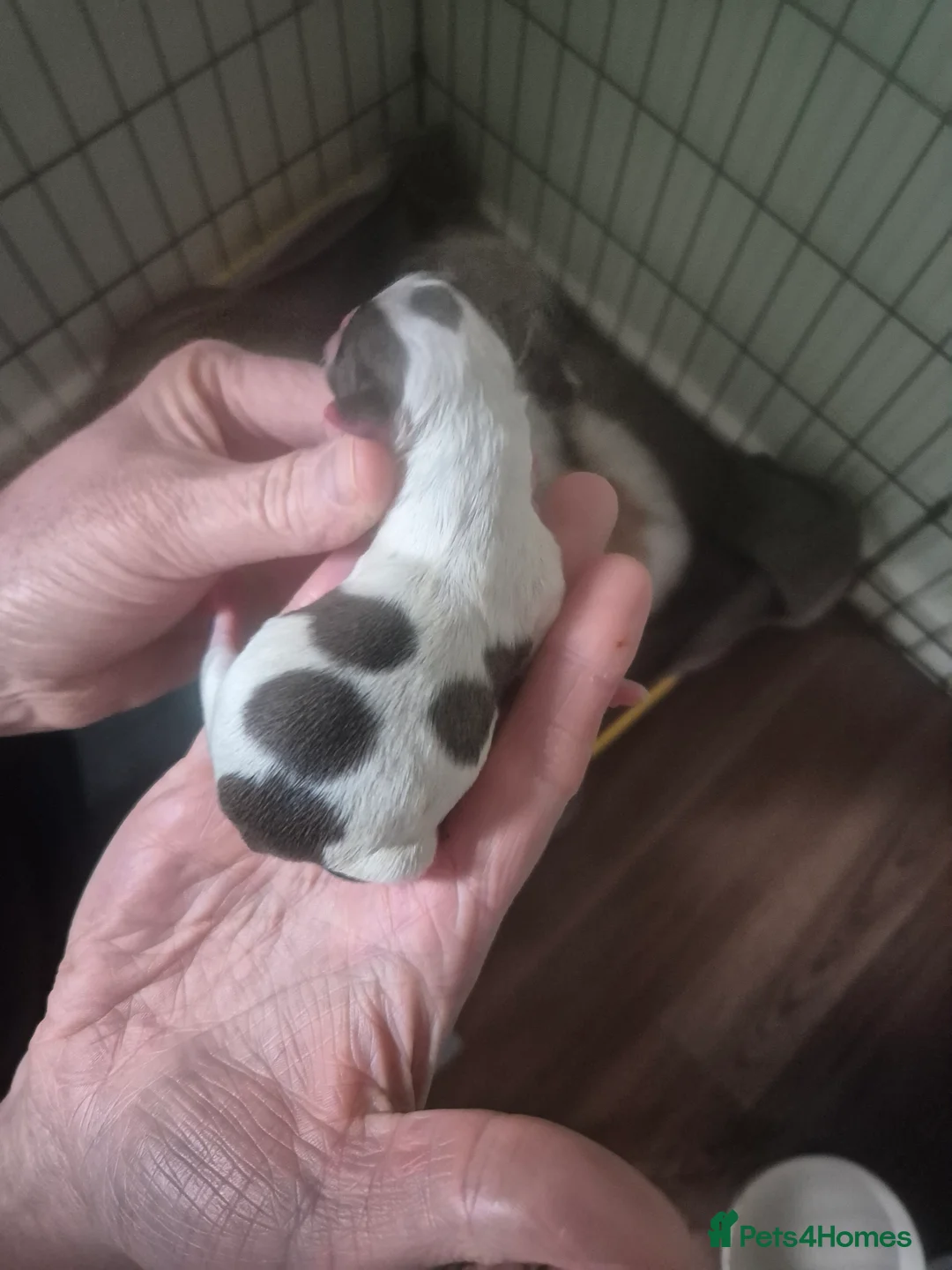 Shihpoo dogs for sale: Shihpoo puppies - Advert 3