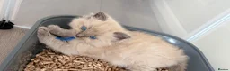 Ragdoll cats for sale: Stunning ragdoll kittens - Advert 5