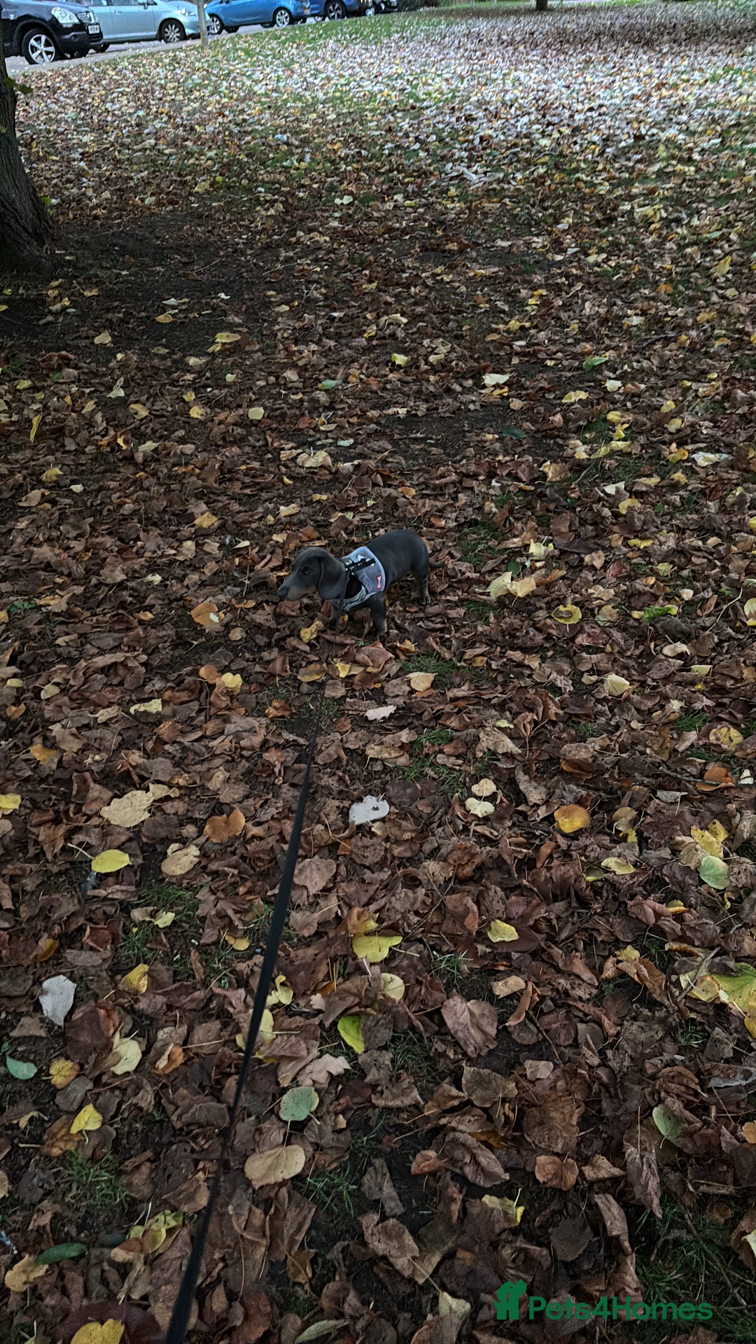 Miniature Dachshund dogs for sale: “Miniature dachshund”  - Advert 15