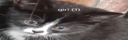 European cats for sale: Adorable kittens looking for forever home  in Cumnock - Advert 1