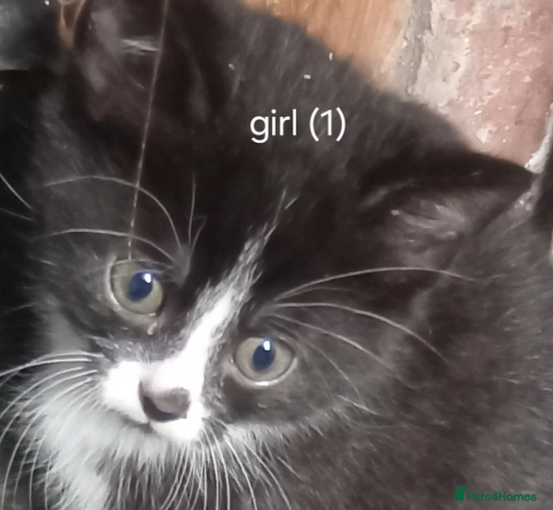 European cats for sale: Adorable kittens looking for forever home  in Cumnock - Advert 1